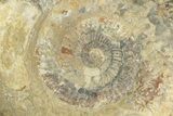 Huge, Jurassic Ammonite (Parkinsonia) Fossil - England #211761-1